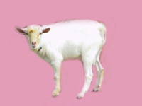 Nigerian Dwarf Goat Cody